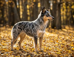 Cattle Collie Dog