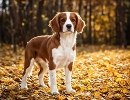 Cavador