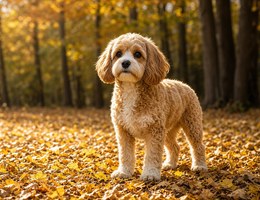 Cavapoo