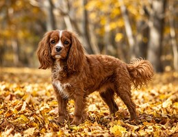 Cavoodle