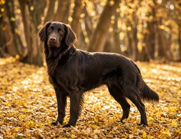 Chatham Hill Retriever