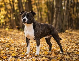 Chi Staffy Bull