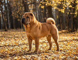 Chow Pei