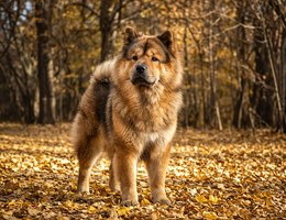 Chow Shepherd