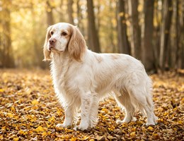 Cluminger Spaniel