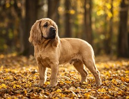 Cocker-Pei