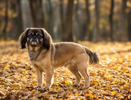 Cocker Pug