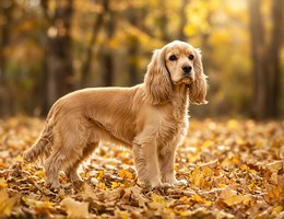 Colonial Cocker Spaniel