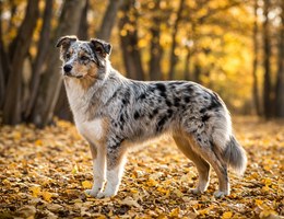 Confetti Australian Shepherd