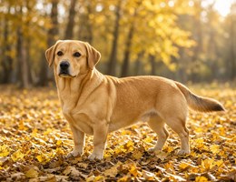 Corgidor