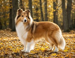 Cosheltie