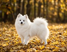 Coton Eskimo