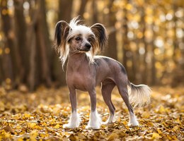 Crested Beagle