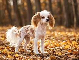 Crested Cavalier