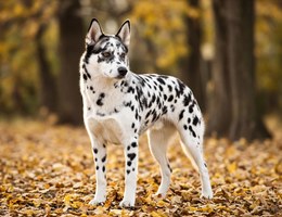Dalmatian Husky