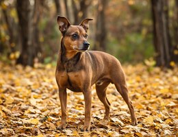 Das Pinscher