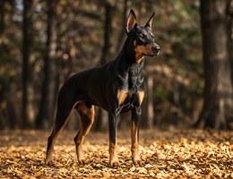 Doberman Shepherd