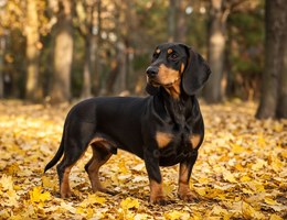 Dobie-Basset