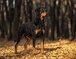 Doddleman Pinscher