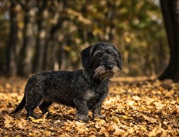Doxie Scot