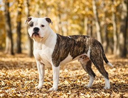 EngAm Bulldog x Olde Bulldog