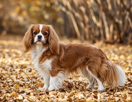 Engatzu Spaniel
