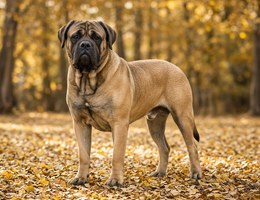 Englian Mastiff