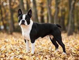 English Boston Bulldog