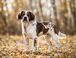 English Bull Springer