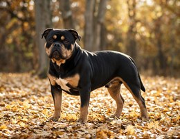 English Bullweiler