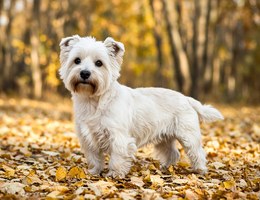 Fourche Terrier