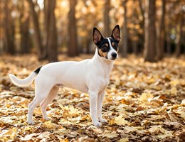 Foxy Rat Terrier