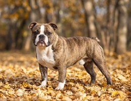 Free-Lance Bulldog