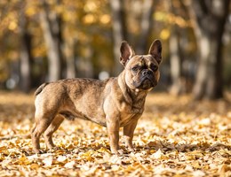French Bull Weiner