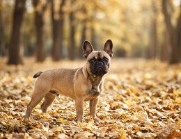 French Bullhuahua