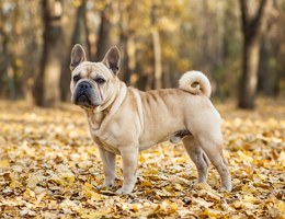 Frenchie-Pei