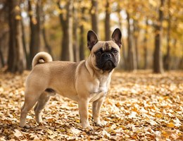 Frenchie Pug