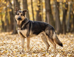 German Sheprador