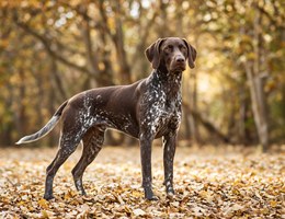 German Shorthaired Lab