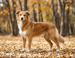 Golden Border Retriever