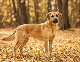 Golden Boxer