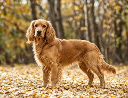 Golden Cocker Retriever