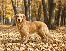 Golden Dox