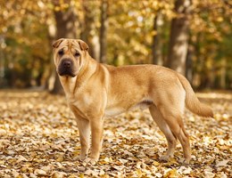 Golden Pei