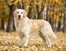 Golden Pyrenees