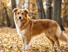 Golden Sheltie