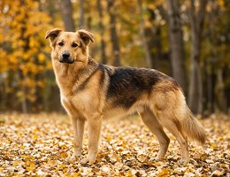 Golden Shepherd