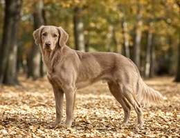 Goldmaraner