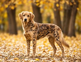 Goldmation