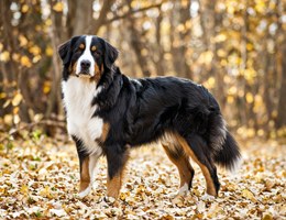 Great Bernese